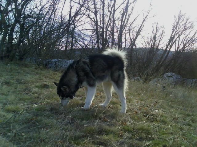 COLIN THE ALASKAN SNOWFLAKE - foto