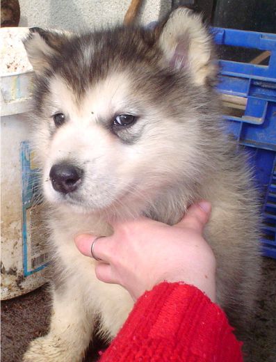 COLIN THE ALASKAN SNOWFLAKE - foto povečava