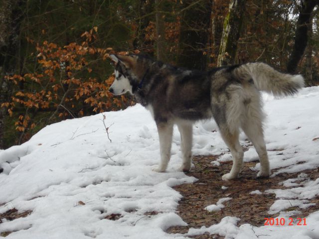 DELIGHTFUL ASKA THE ALASKAN SNOWFLAKE - foto