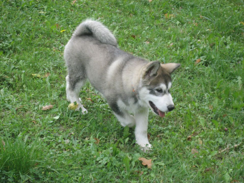 DORION THE ALASKAN SNOWFLAKE - foto povečava