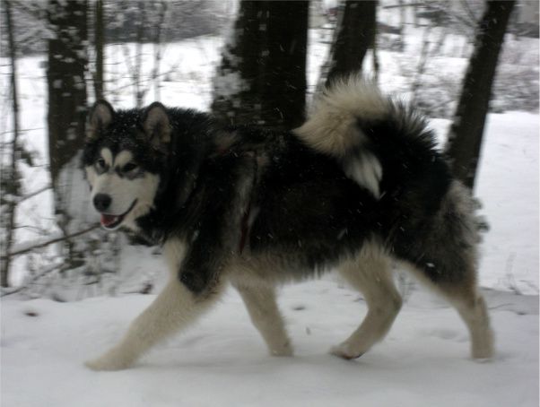DORION THE ALASKAN SNOWFLAKE - foto povečava