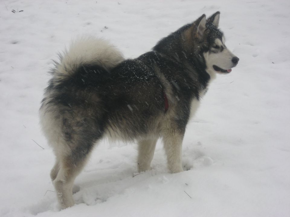 DORION THE ALASKAN SNOWFLAKE - foto povečava