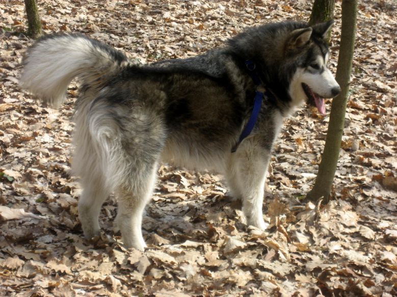 DORION THE ALASKAN SNOWFLAKE - foto povečava