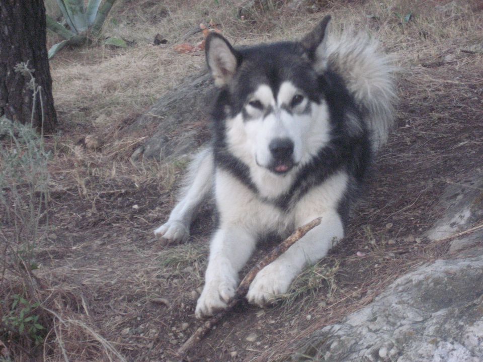DORION THE ALASKAN SNOWFLAKE - foto povečava
