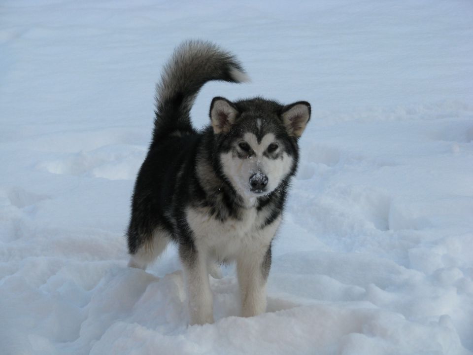 DUFFY THE ALASKAN SNOWFLAKE - foto povečava