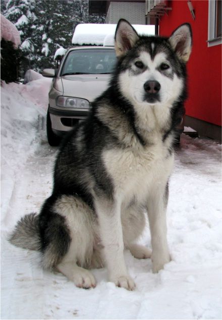 DUFFY THE ALASKAN SNOWFLAKE - foto povečava