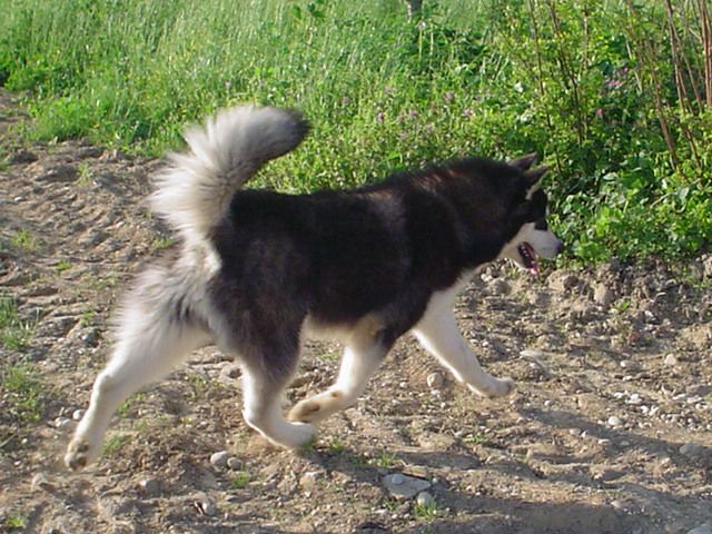 DANTE THE ALASKAN SNOWFLAKE - foto povečava