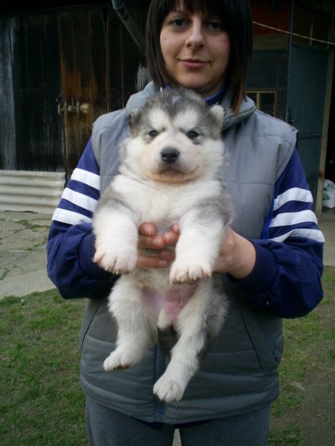 BUCK THE ALASKAN SNOWFLAKE × LOLA - foto