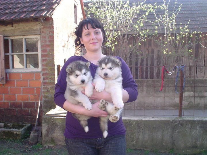 BUCK THE ALASKAN SNOWFLAKE × LOLA - foto povečava
