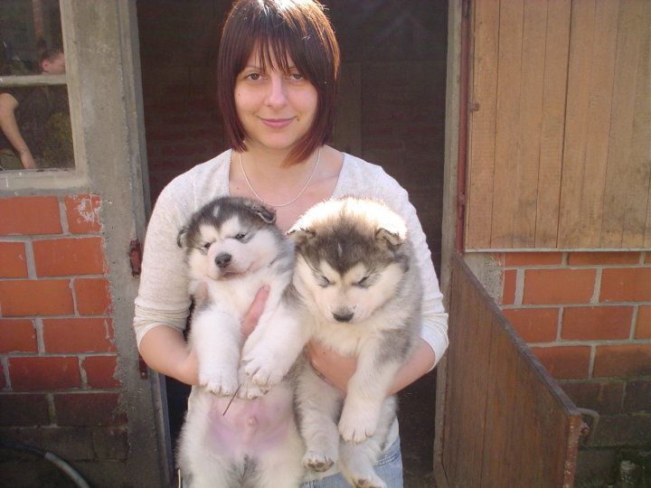 BUCK THE ALASKAN SNOWFLAKE × LOLA - foto povečava