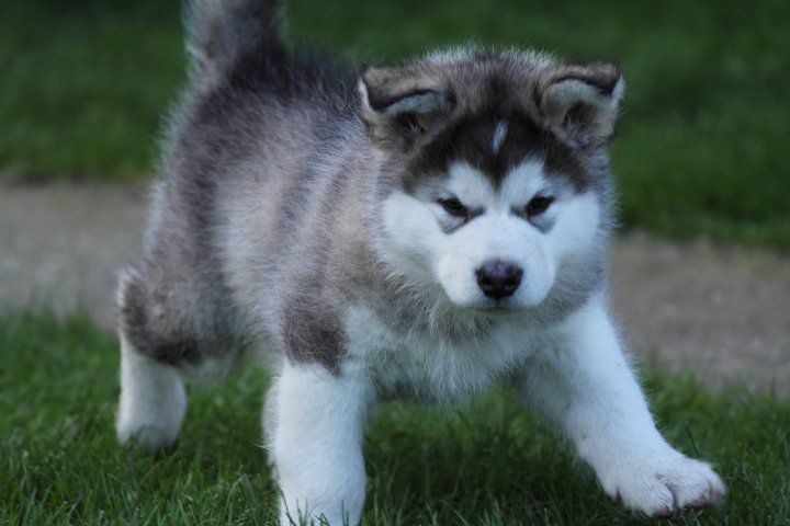 BUCK THE ALASKAN SNOWFLAKE × LOLA - foto povečava