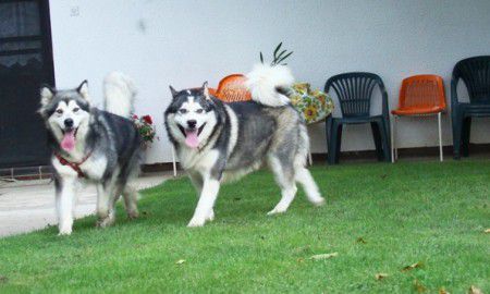 Brave nanuq the alaskan snowflake × luna - foto povečava