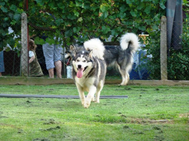 Brave nanuq the alaskan snowflake × luna - foto