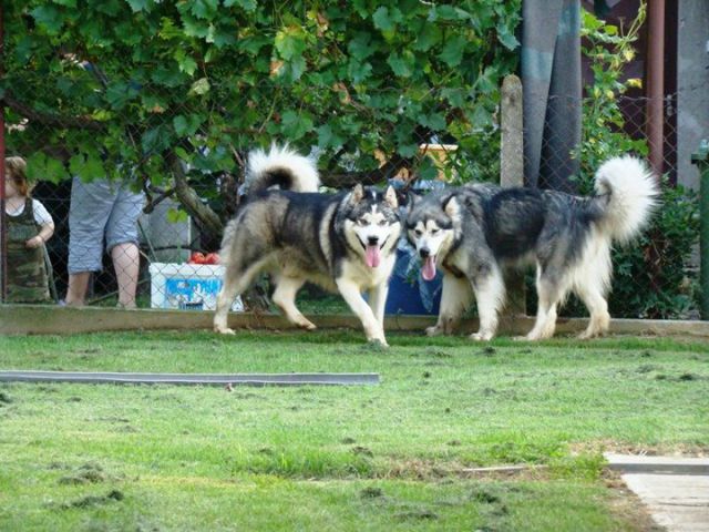 Brave nanuq the alaskan snowflake × luna - foto