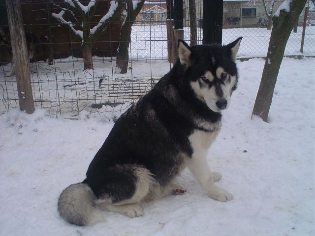 LUNA - foto