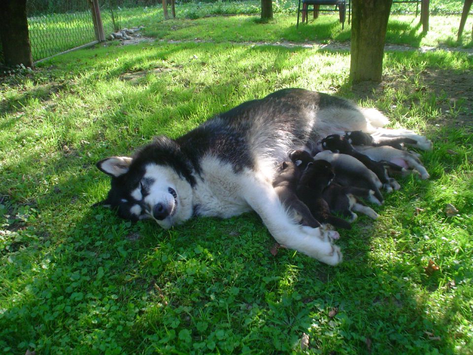 LUNA - foto povečava