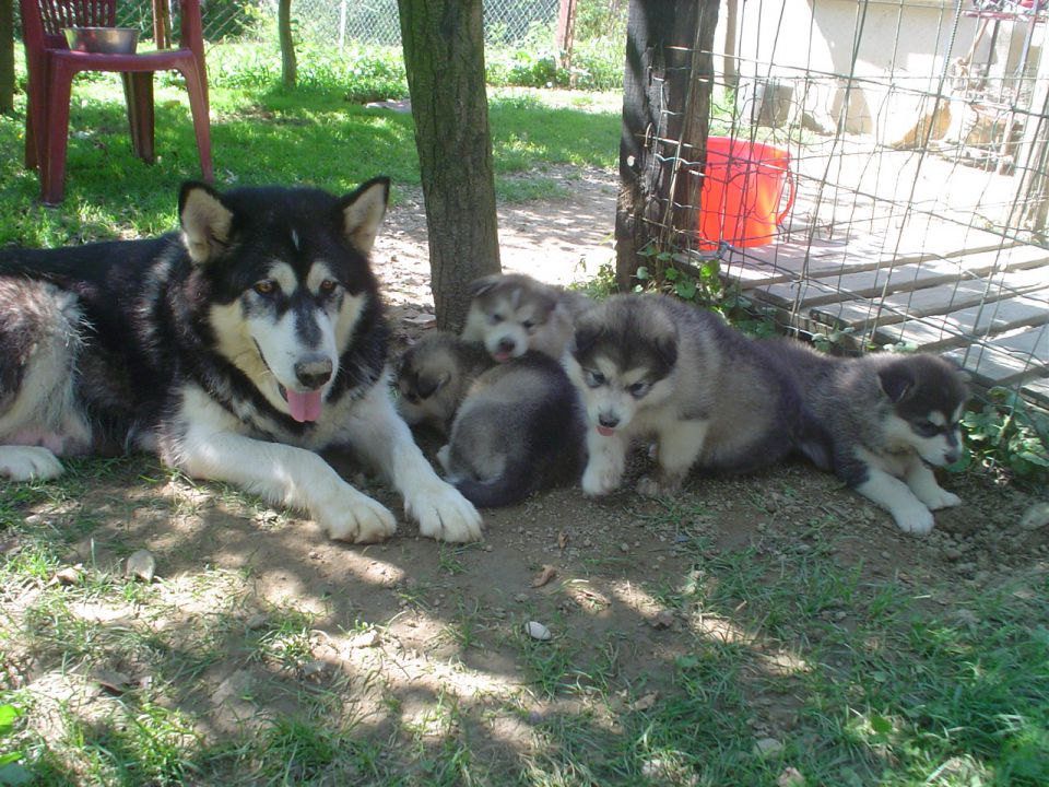 LUNA - foto povečava