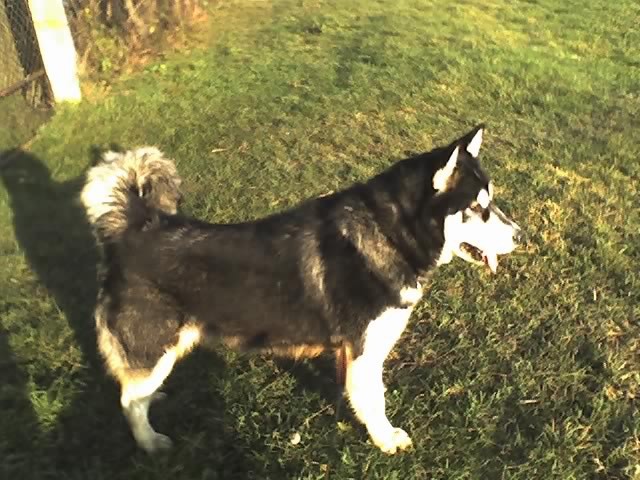 LUNA - foto