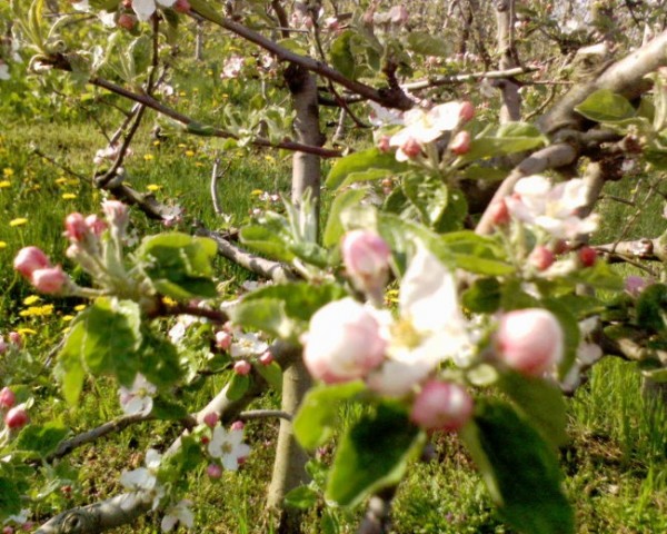 Jabuka že cvetijo.