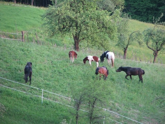 Dolenjska - foto povečava