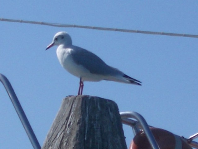 BENEŠKA LAGUNA - foto