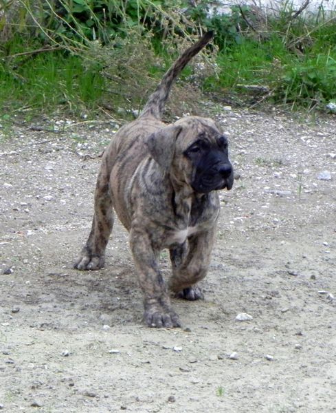 Isa-Cid bebe - foto povečava