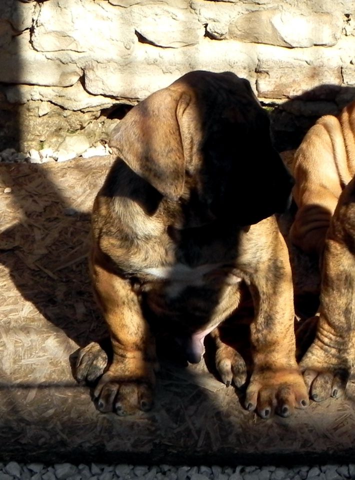 Isa-Cid bebe - foto povečava