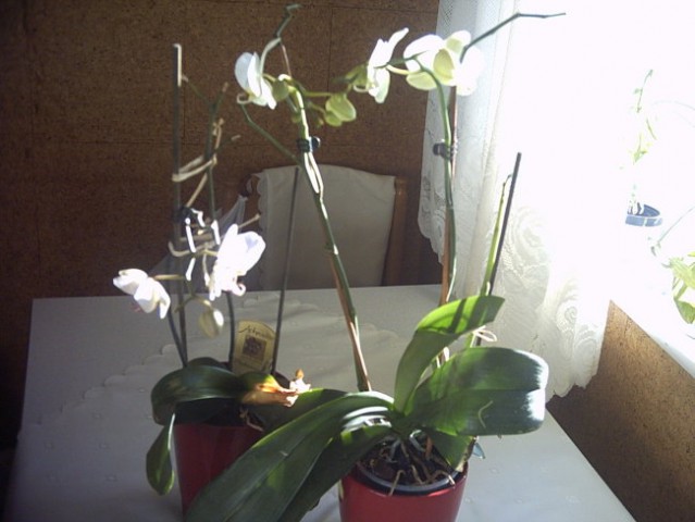 Orhideji 26.11-2007