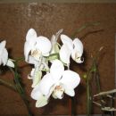 orhideji 13. 12.