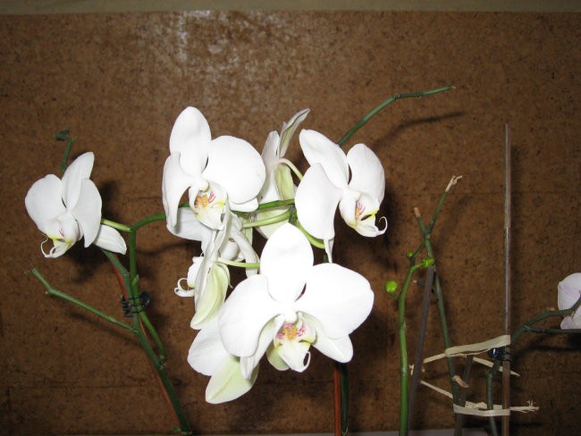 orhideji 13. 12.