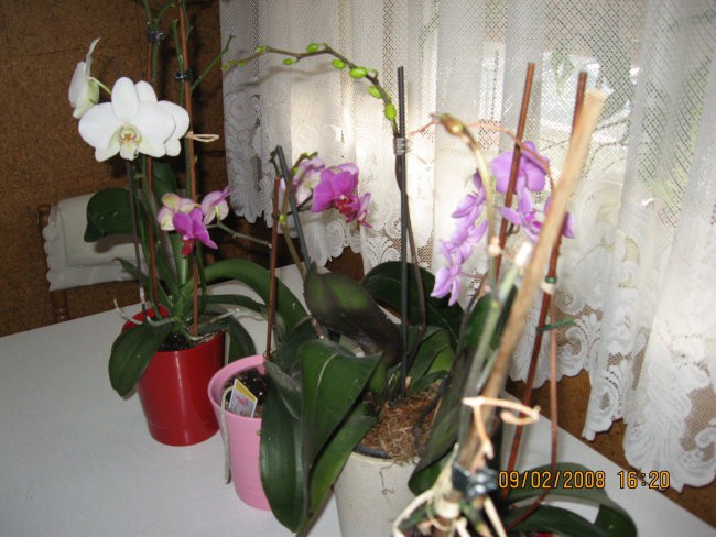 orhideje 09.02.08