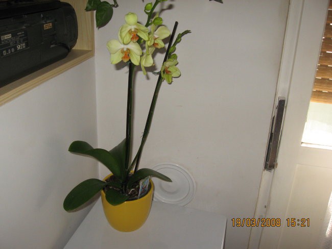orhideja - dobila od moža