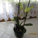 orhideja od tete Milene