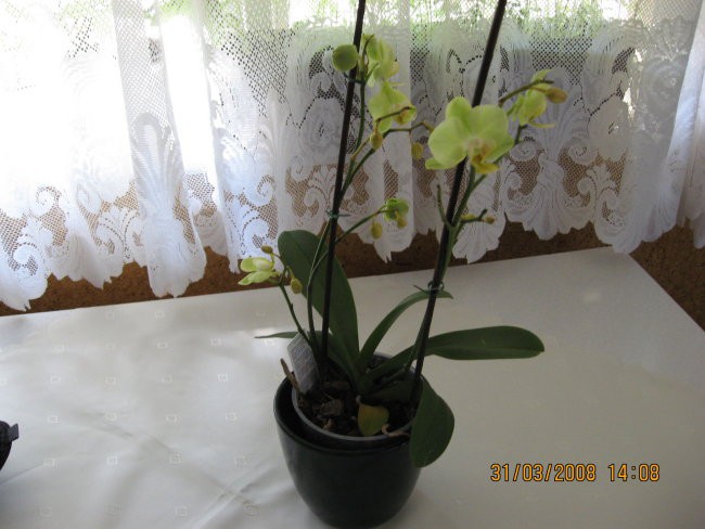orhideja od tete Milene