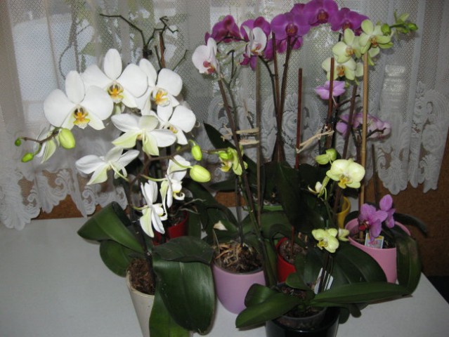 April 2008- vse moje orhideje(po zalivanju)