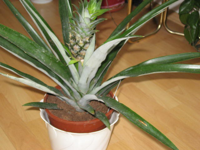 2009 ananas od Silve