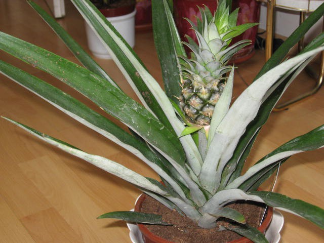 ananas