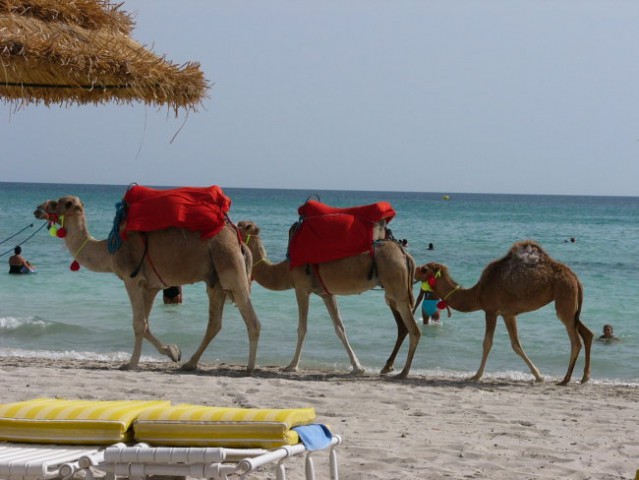 Kamele na plazi