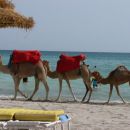 kamele na plazi