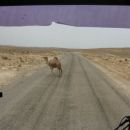 Pot v Saharo