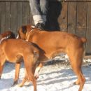 Tyson in Arven