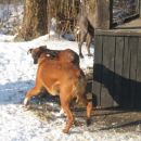 Tyson in Lina