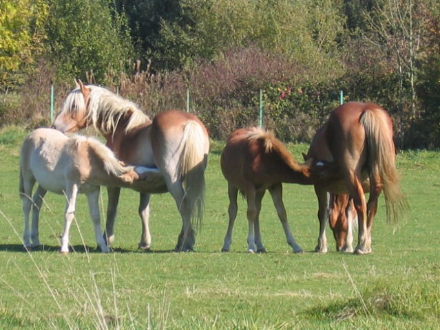 Luxemburška konjska idila
