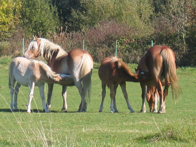 luxemburška konjska idila