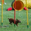 PINA
(povzeto po www.agility-slo.net )