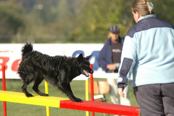 MAWLCH GRAA
(povzeto po www.agility-slo.net )