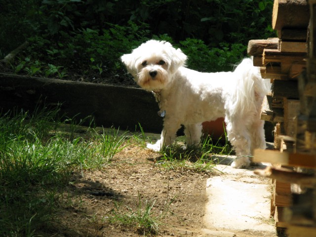 Lola na poletnem sprehodu - foto