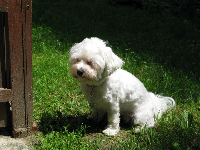 Lola na poletnem sprehodu - foto