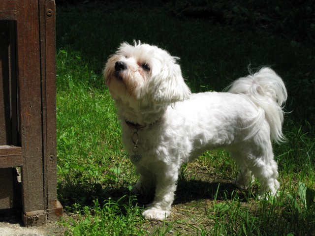 Lola na poletnem sprehodu - foto povečava