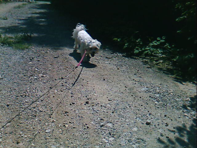 Lola na poletnem sprehodu - foto